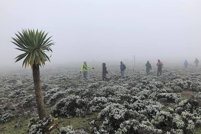 6 Days Bale Mountains Trekking - What We Loved and What to Consider