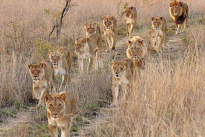 6 Days best of kenya safaris Maasai Mara-Lake Nakuru Amboseli National Park - Who Should Consider This Tour?
