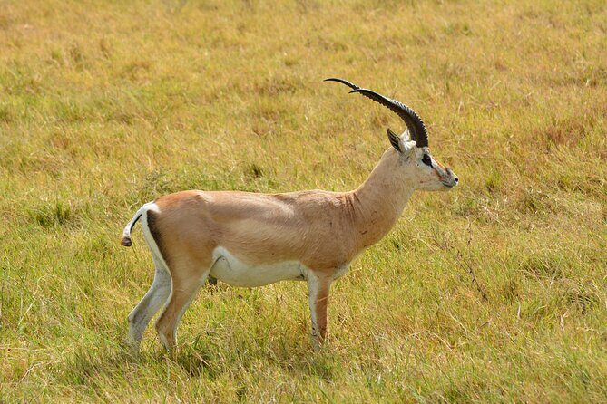 6 Days Big Five Tanzania Safari - An In-Depth Look at the Itinerary and Experience