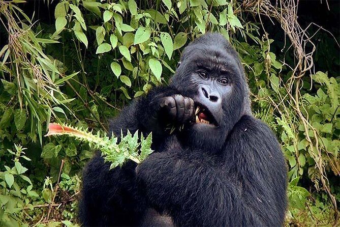 6 Days Chimps, Gorillas & Murchison Falls Africa's Big Five Experience Safari - Why This Tour Represents Good Value