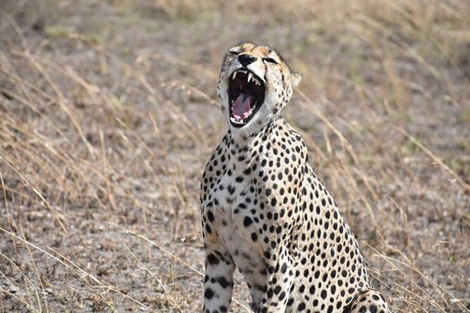6 Days: Classic Camping( Tarangire, Manyara, Serengeti And Ngorongoro). - What Makes This Tour Stand Out