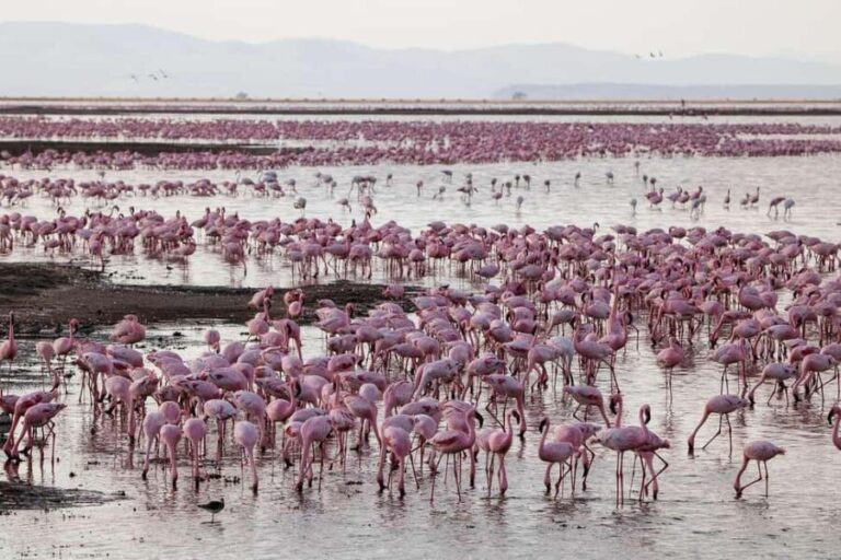 6 Days Great Lakes of Kenya and Masai Mara Safari - Analyzing the Value