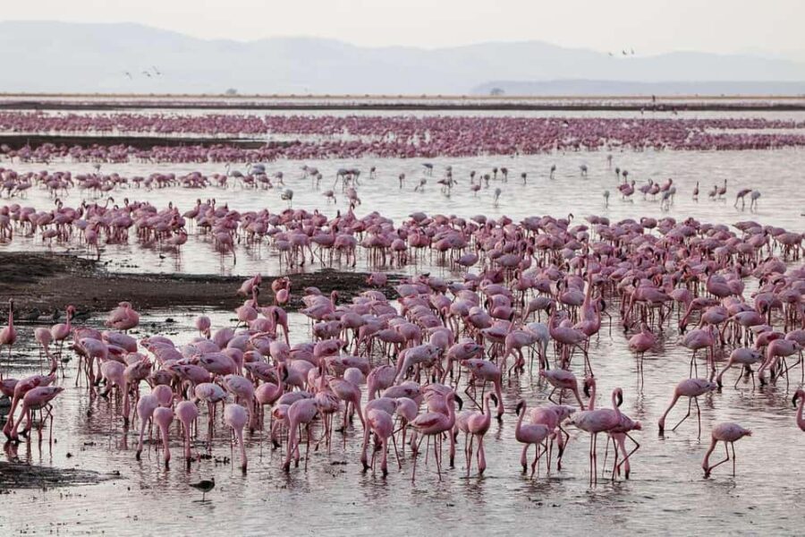 6 Days Great Lakes of Kenya and Masai Mara Safari - Analyzing the Value