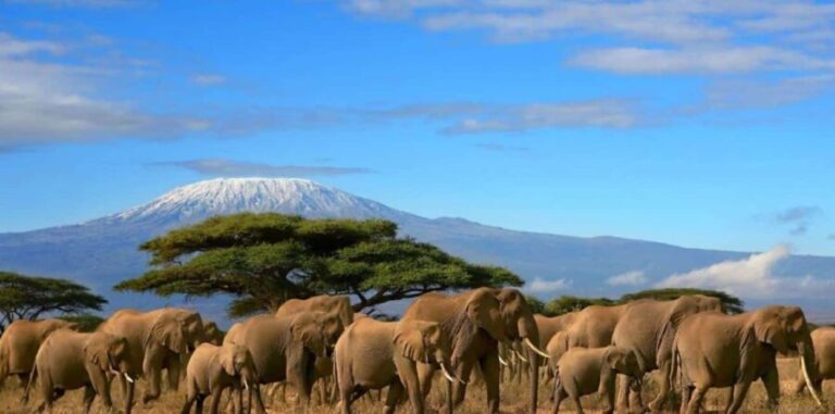 6 Days, Group Safari to Masai Mara, Lake Nakuru and Amboseli - The Value of This Safari Experience