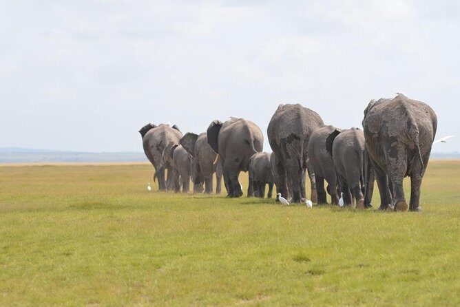 6 Days in Masai Mara- Lake Nakuru- Amboseli - Who Is This Tour Best For?