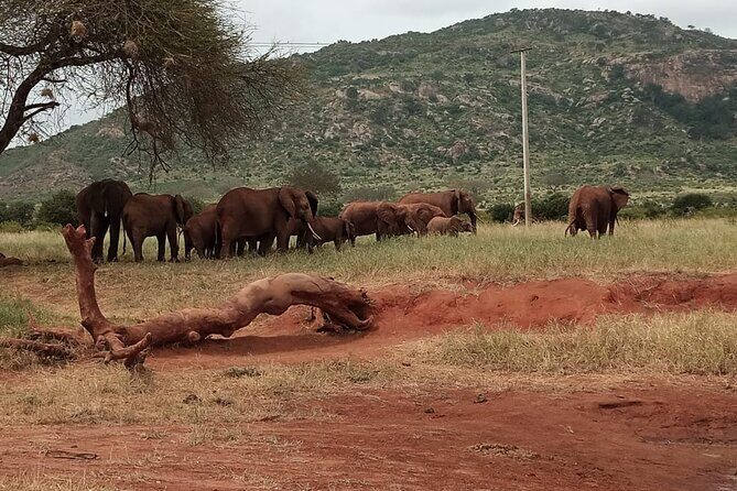 6 Days Kenya Masai Mara,Lake Nakuru & Amboseli Wildlife Safari - Traveler Feedback & Authentic Experiences