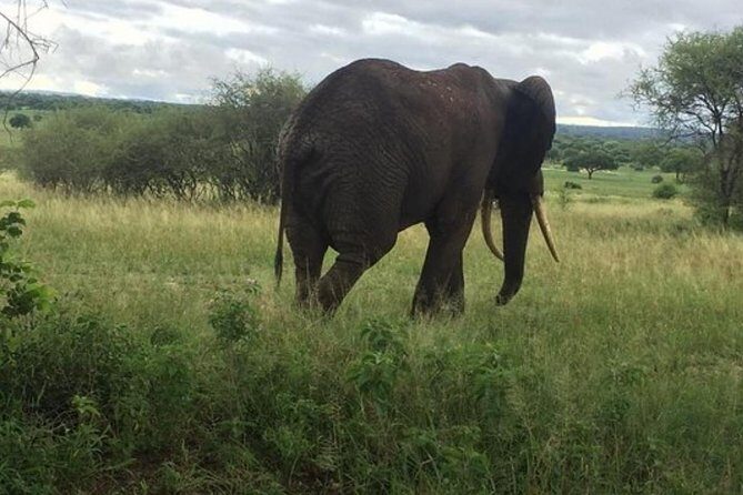 6 Days Luxury Lodge Safari To Lake Manyara, Serengeti, Ngorongoro & Tarangire - The Practical Side: Transport, Lodging, and Timing