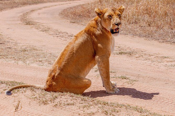 6 Days Luxury Northern Circuit Safari - A Glimpse of Tanzania Adventure - Who Will Love This Safari?