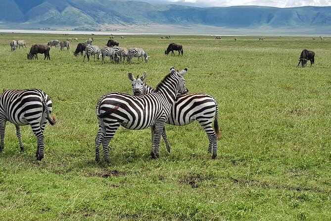6 Days Mara River Crossing - The Great Migration - chasing the Migration to the Mara River