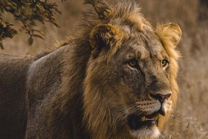 6 Days Masai Mara, Lake Nakuru & Amboseli-Ultimate Kenyan Safari - Who Should Consider This Safari?