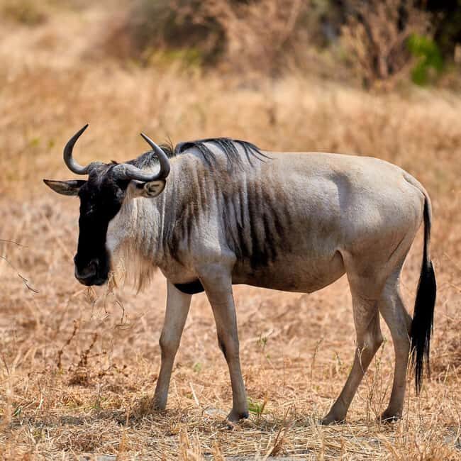 6 Days Masai Mara, Lake Nakuru, and Amboseli Budget safari. - Who This Safari Is Best For