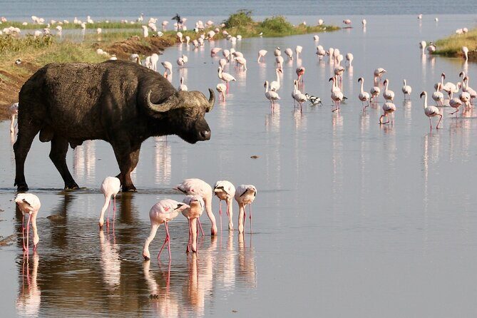 6-Days Masai Mara, Nakuru & Amboseli Group Safari on Landcruiser - Frequently Asked Questions