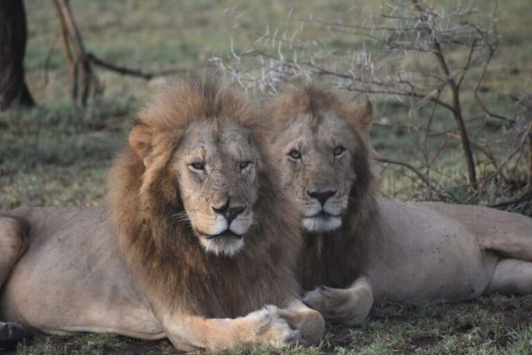 6 Days Mid-Range Best of Tanzania & Culture - What We Loved About This Safari