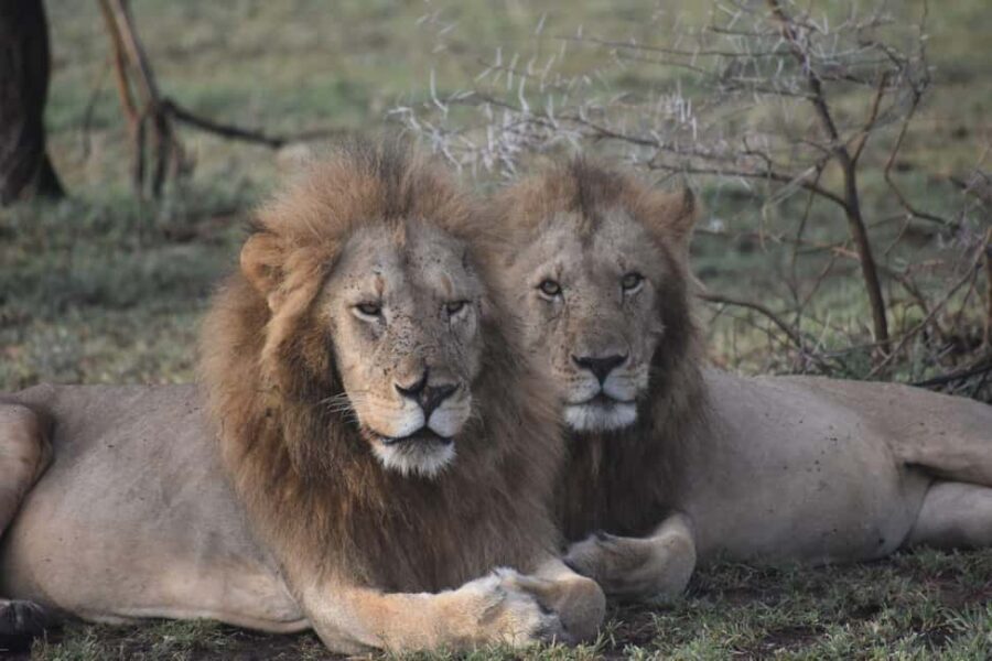 6 Days Mid-Range Best of Tanzania & Culture - What We Loved About This Safari