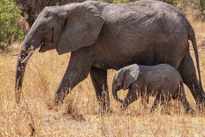 6 Days Mid-Range Tanzania Safari - Breakdown of the Itinerary