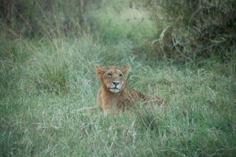 6 - Days Northern Serengeti Wildebeest Migration safari - What’s Included & What’s Not