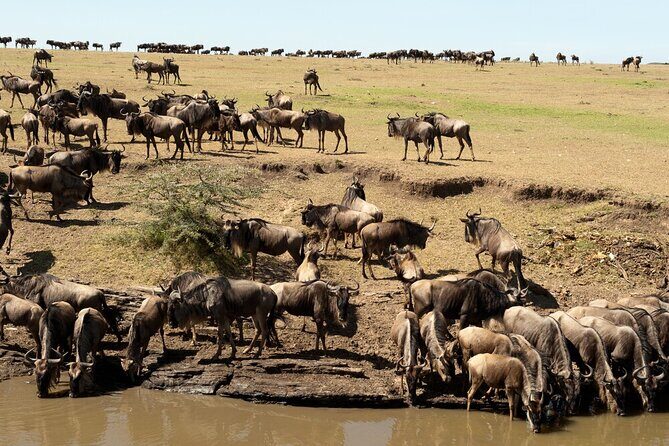 6-Days of Elephants, Wildebeest and Big 5: Kenyas Classic Safari - Why this Safari Offers Great Value