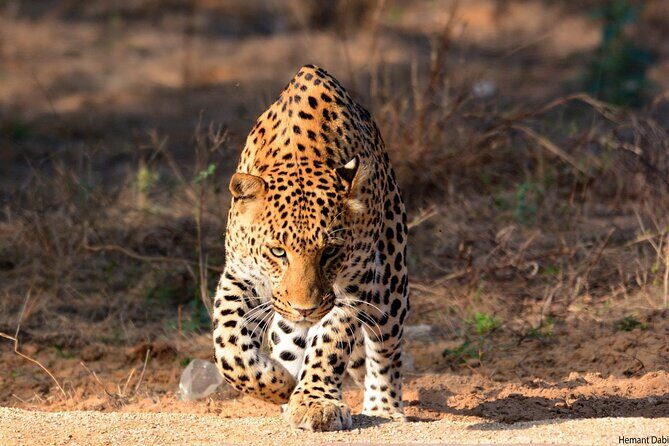 6-Days Private Luxury Golden Triangle Tour with Jhalana Safari - Who Should Consider This Tour?