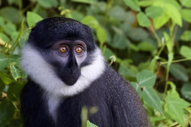 6 days Private Rwanda Primates and Wildlife Experience Tour - Authentic Experiences and Extras