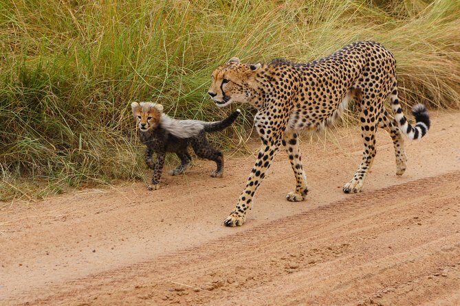 6 Days private safari package Kenya - The Experience from the Traveler’s Perspective