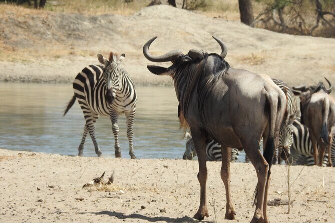 6 Days Private Safari with Mid-range Lodges or Camps - Final Thoughts