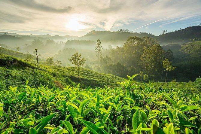 6 Days Private Tour Kerala Natural Retreat - Day 2: Exploring Kochi’s Cultural Gems