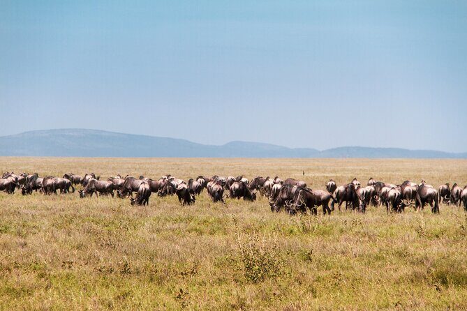 6 Days Private Tour to The Great Wildebeest Migration Calving Season - Why This Tour Delivers Real Value