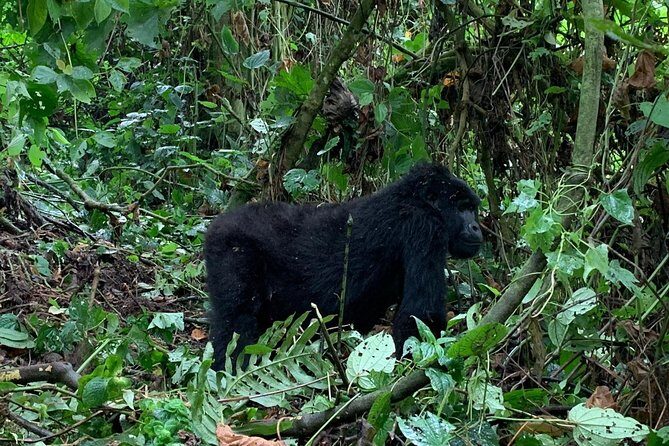 6 Days Rwanda Uganda Budget Wildlife Safari - The Itinerary in Detail: What To Expect
