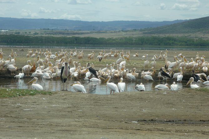 6 Days safari to Amboseli N/P Aberdare N/P, Lake Nakuru N/P and Maasai Mara N/R. - Day 1: The Magnificence of Amboseli National Park