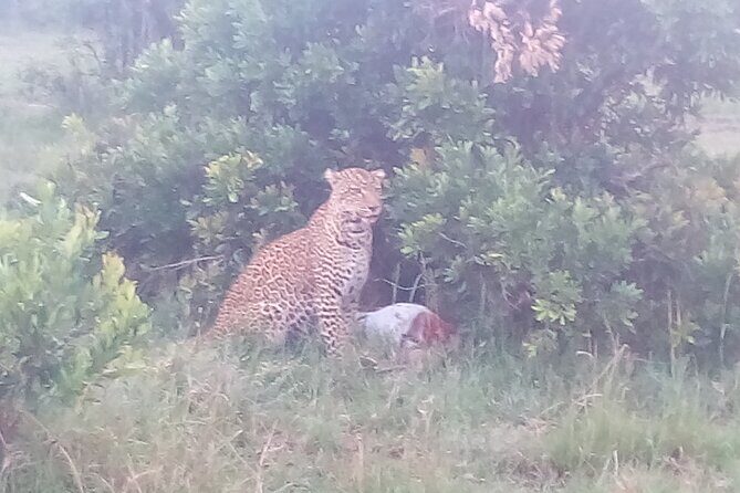 6 Days Safari to Samburu N/R, Aberdare N/P, Nakuru N/P and Maasai Mara N/R. - A Detailed Look at the 6-Day Safari Itinerary