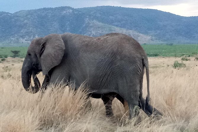 6 Days Safari to Udzungwa Mountain NP, Ruaha NP and Mikumi NP - What Travelers Say