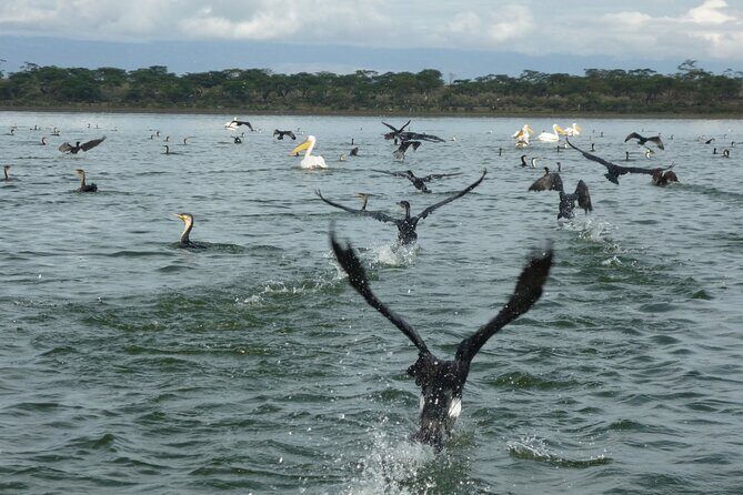 6 Days Safaris to Amboseli N/P, Lake Naivasha and Maasai Mara N/R. - A Closer Look at the Itinerary