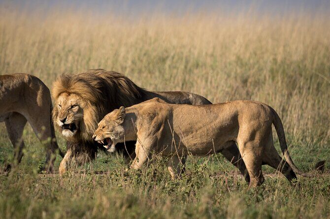 6 Days Serengeti Big Five Mid-Range Lodge Safari in Tanzania - Introduction: Why This Safari Stands Out