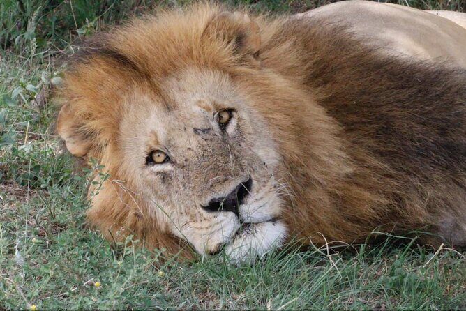 6 Days Serengeti Classic Safaris Odyssey in Tanzania - Why This Tour Offers Great Value