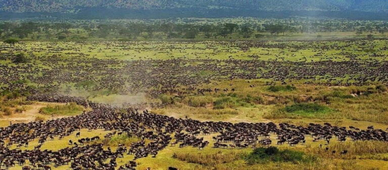6 Days Serengeti Migration Luxury Safari. - What to Expect on Your Safari Journey