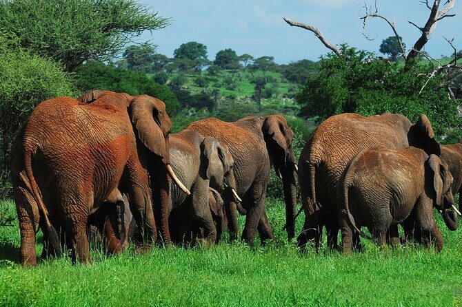 6 Days Tanzania Northern Circuit Safari - The Real Value for Travelers