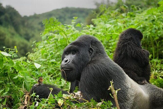 6 Days Uganda Gorilla, Chimps Trekking and Wildlife Safari - Authentic Experiences and Travel Highlights