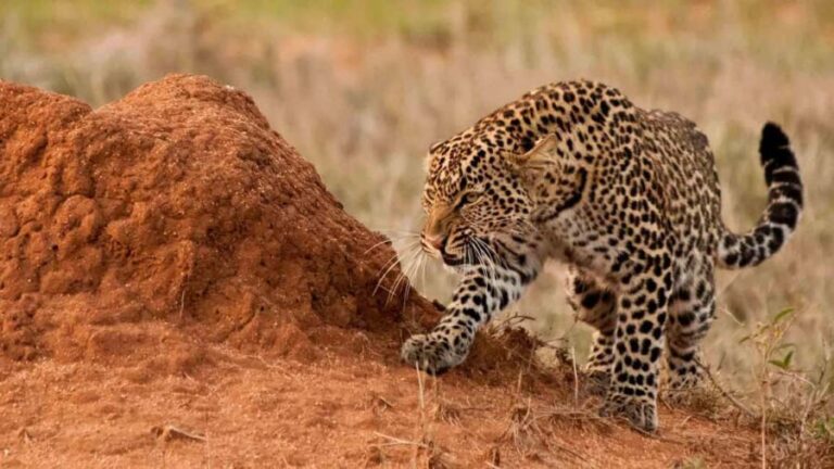 6 Days Wildlife Aberdares-Nakuru-Naivasha-Masai Mara Safari. - The Value and Experience