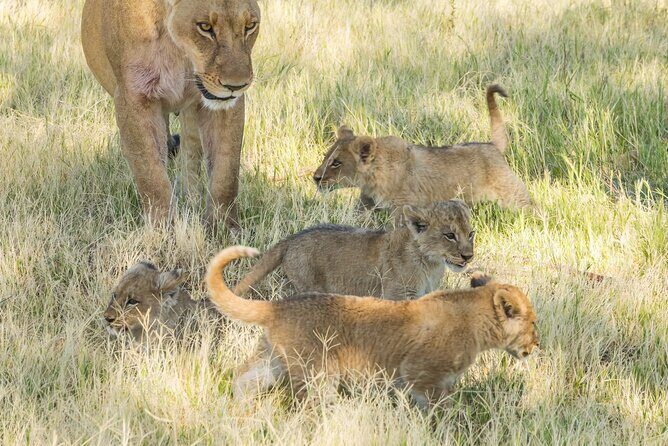 6 Hour Pilanesberg Open Vehicle Safari from Johannesburg - Authentic Feedback from Travelers