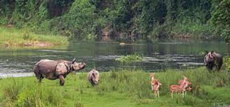 6 night 7 days Kathmandu Pokhara Chitwan Tour - Transitioning to the Wilds of Chitwan