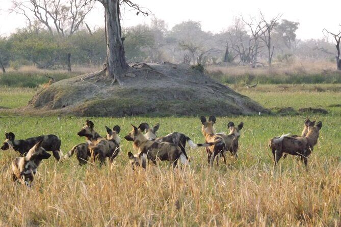 6 Nights 7 days Zebra Trail Moremi - The Sum Up: Who Should Consider This Safari?