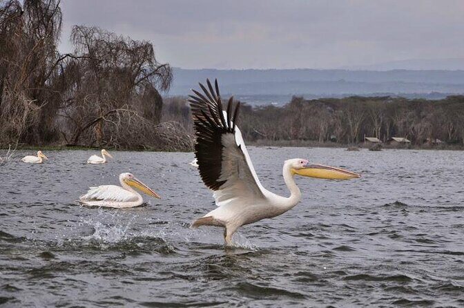6days Masai mara-lake nakuru via Lake naivasha-Amboseli 4x4 jeep Safari - A Deep Dive into the Safari Experience