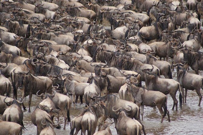 7 Day 6 nights Great Migration Classic Tanzania Safari - What You Can Expect from the Experience