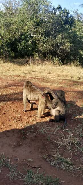 7-Day Best of Rwanda & Uganda Primate Safari - What Makes This Tour Stand Out?