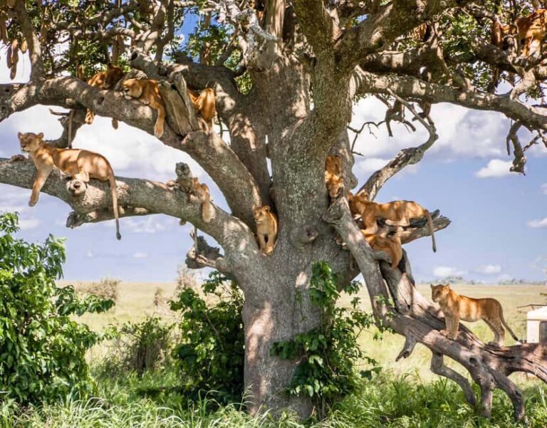 7-Day Best of Tanzania Camping Safari on a 4x4 Land Cruiser - What’s Included and What’s Not