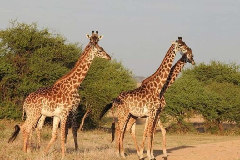 7 - Day Big Five, Tarangire, Ngorongoro, Serengeti & More - What Makes This Tour Stand Out