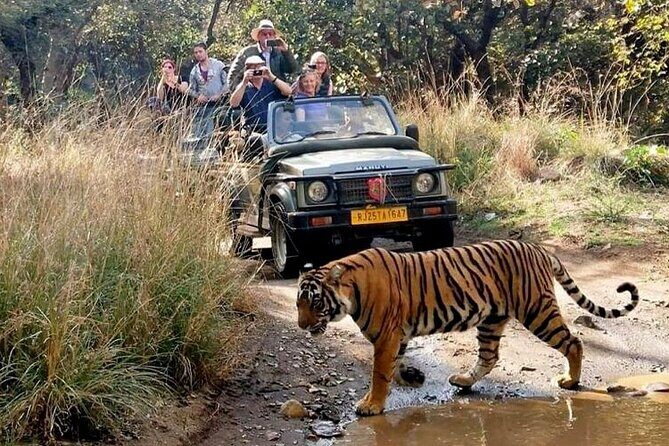 7-Day Golden Triangle Tour with Ranthambore Tiger Safari - Who is This Tour Best For?