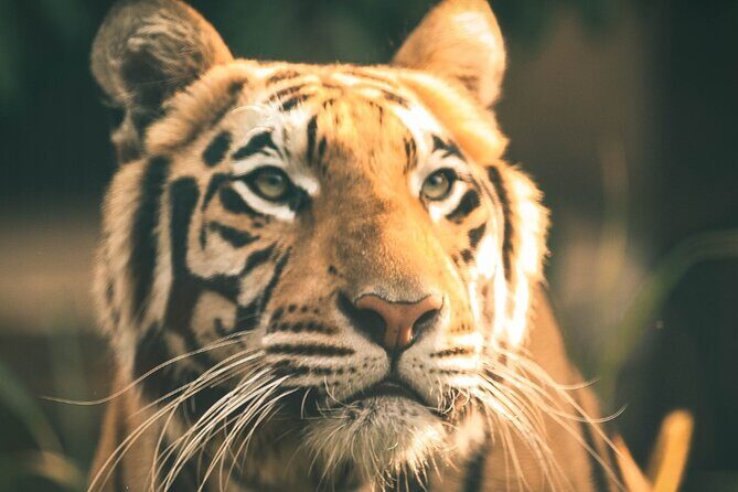 7 Day Golden Triangle with Ranthambore Tiger Tour. - Who Will Love This Tour?