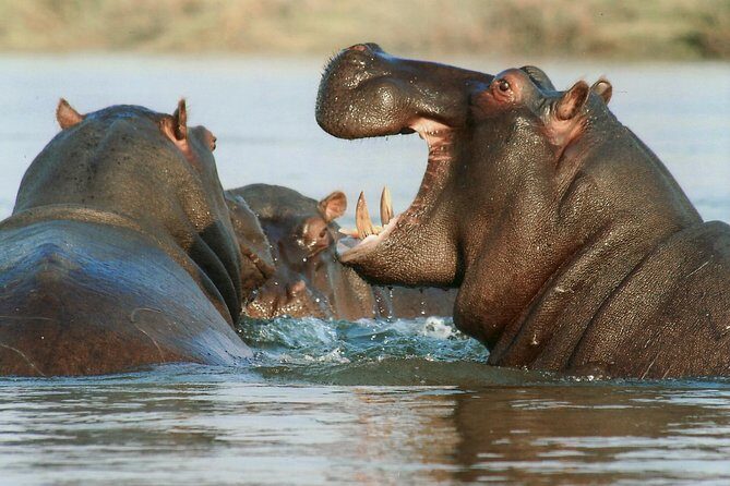 7 Day Grand Tanzania Safari - Who Is This Tour Best For?