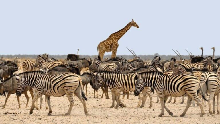 7-Day Group Safari from Zanzibar: - Who Will Love This Safari?